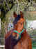 Gazziweb.jpg (115478 Byte)