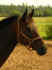 Relax-1.jpg (366316 Byte)