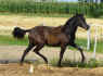 SantanaTrabSommer092.jpg (50196 Byte)