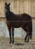 Shandor1.jpg (54421 Byte)