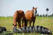 Sommer07 057.jpg (175962 Byte)