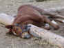 donovan-im-sand.jpg (99846 Byte)
