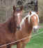 donovan-nemo.jpg (46716 Byte)