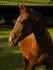 donovan-sept-10.jpg (28620 Byte)