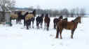 herde-im-winter.jpg (27936 Byte)