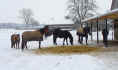 herde-winter-10.jpg (36344 Byte)