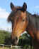 raggiportrait.jpg (39973 Byte)