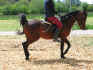 shandorreiten1.jpg (73744 Byte)